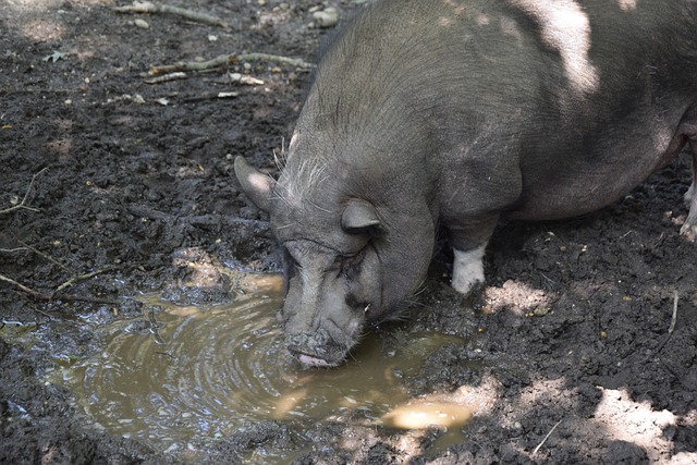 鐵林認為綠軍的陣容和20年湖人有相似之處，都是擁有出色的角色球員。.